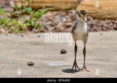 Maskierte kiebitz Küken, Baby, Junge, Vanellus Meilen, Townsville, Queensland, Australien Stockfoto