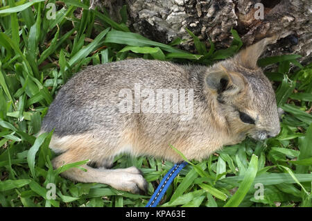 Dolichotis Patagonum, patagonische Mara, wenig tierische Stockfoto