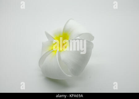 Weiße und gelbe Plumeria auf weiß Stockfoto