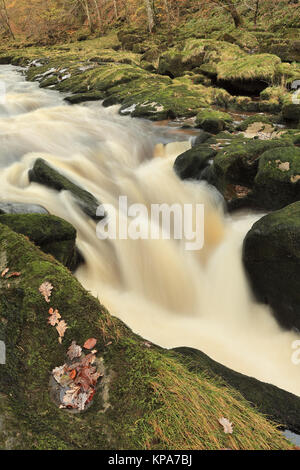 Die Strid, einem sehr schmalen Abschnitt des Flusses Wharfe in der Nähe von Bolton Abbey in Yorkshire Dales National Park, North Yorkshire, Großbritannien Stockfoto