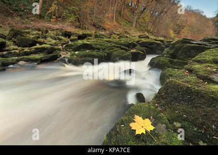 Die Strid, einem sehr schmalen Abschnitt des Flusses Wharfe in der Nähe von Bolton Abbey in Yorkshire Dales National Park, North Yorkshire, Großbritannien Stockfoto