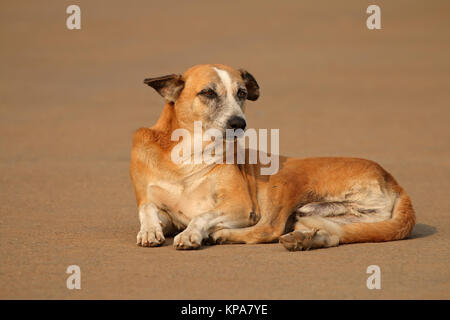 Stray Straße Hund Stockfoto