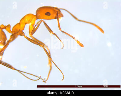 Ant fotografiert unter einem Mikroskop. Schwarz Garten ant. Licht Schliffbild eines Schwarzen Garten worker Ant (Lasius Niger). Arbeitnehmer Ameisen sind steril, Flügellosen Stockfoto