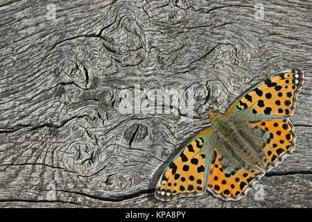 Kleiner Mutterschmetterling (Issoria lathonia) auf Holz Stockfoto