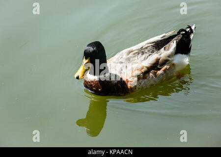 Nahaufnahme der Ente im Teich schwimmen Stockfoto