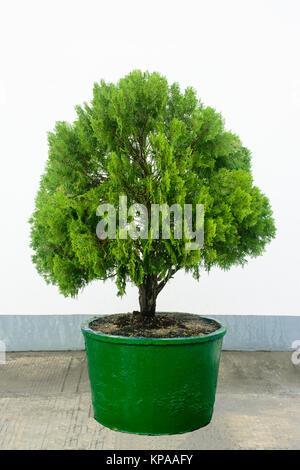 Zwerg goldenen Lebensbaum, Pflanzen vor der Wand Stockfoto