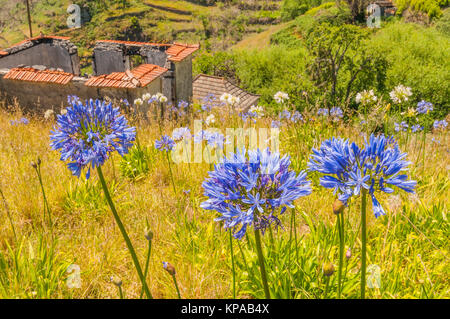 Levada Wanderweg im Osten von Madeira - levada dos Tornos-in Camacha in den Bergen mit leeren Häusern und im Vordergrund blumen Agapanthus Stockfoto