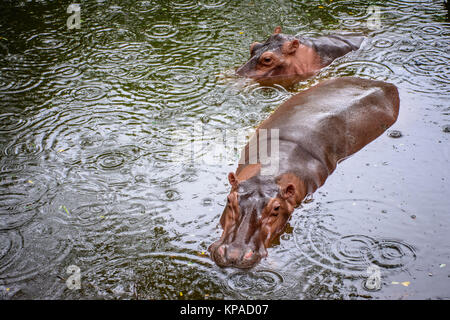 Nahaufnahme der Nilpferd im Wasser Stockfoto