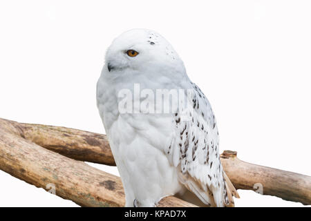 Snowy Owl sitzen auf einem Ast Stockfoto