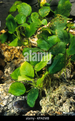 Zwerg-Speerblatt, Zwergspeerblatt, Anubia, Afrikanisches Zwergspeerblatt, Anubias barteri var. Nana, Anubias Anubias nana, Zwerg Stockfoto