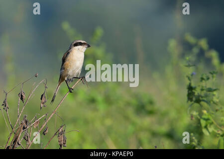 Long-tail Shrike Sitzen auf Zweig Stockfoto