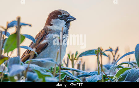 Erwachsene männliche Haussparrow (Passer domesticus) auf einem Busch mit frostigen Blättern, bei Sonnenaufgang an einem kalten Dezember Wintermorgen in West Sussex, Großbritannien. Stockfoto