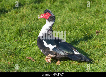 Muscovy Duck (Cairina moschata) zu Fuß auf Gras an einem kalten Tag im Winter in West Sussex, England, UK. Stockfoto