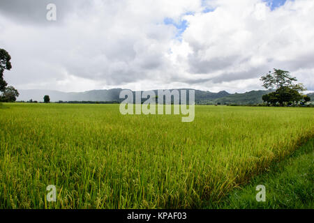 Reisfelder mit Bergen und bewölkter Himmel Hintergrund Stockfoto