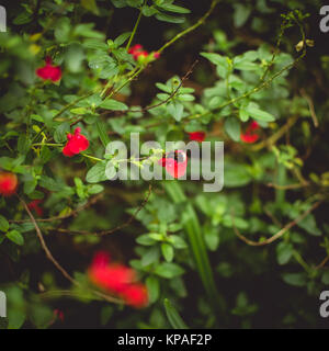 Honey Bee schlafend auf rote Blume Stockfoto