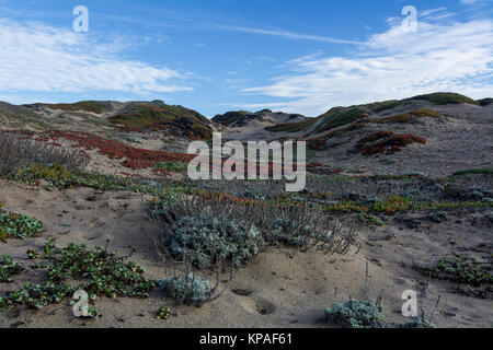 Dünenvegetation, einschließlich der invasiven Mittagsblume, Carpobrotus edulis, auf Sand Dünen bei Point Reyes National Seashore, USA, gegen den blauen Himmel und Som Stockfoto