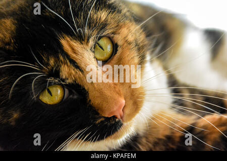 Robin fertig, ein Nickerchen in der warmen Sonne zu nehmen, während sie posiert für die Kamera. Stockfoto