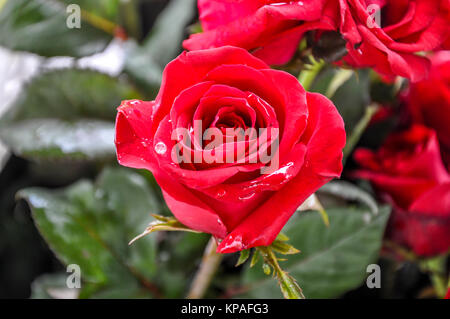 Nahaufnahme der schöne rote Rose Stockfoto