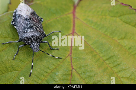 Rhaphigaster nebulosa grau Garten Fehler Stockfoto