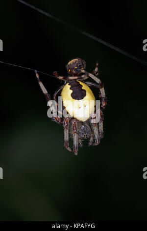 Marmorierte Orb Weaver Spider (Araneus Marmoreus) Paar Paaren auf Web, Monmouth, Wales, September Stockfoto