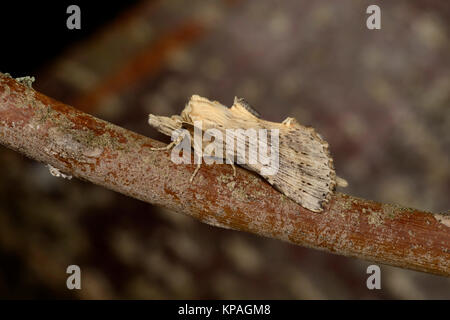 Blass (Pterostoma palpina Prominente Motten) Erwachsenen auf Zweig, Monmouth, Wales, August Stockfoto