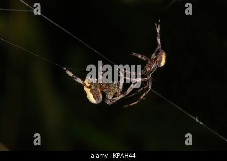 Marmorierte Orb Weaver Spider (Araneus Marmoreus) männlich weiblich nähern auf Web vor der Verpaarung, Monmouth, Wales, September Stockfoto