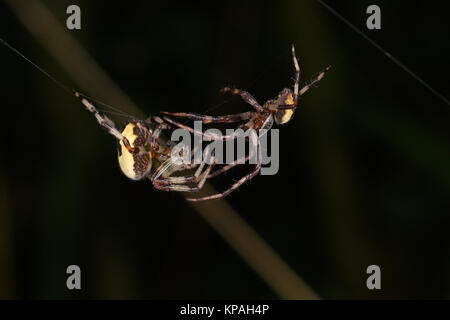 Marmorierte Orb Weaver Spider (Araneus Marmoreus) männlich weiblich nähern auf Web vor der Verpaarung, Monmouth, Wales, September Stockfoto