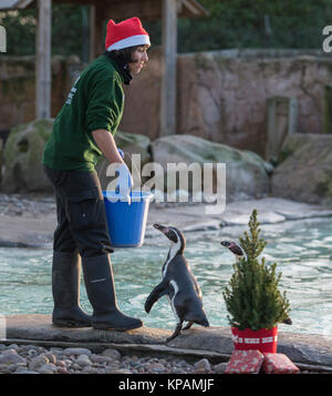 ZSL London Zoo, UK. 14. Dezember 2017. Humboldt Pinguin Kolonie der Zoo's Peck für Pressies unter ihren eigenen Weihnachtsbaum. Credit: Malcolm Park/Alamy Leben Nachrichten. Stockfoto