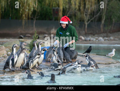 ZSL London Zoo, UK. 14. Dezember 2017. Humboldt Pinguin Kolonie der Zoo's Peck für Pressies unter ihren eigenen Weihnachtsbaum. Credit: Malcolm Park/Alamy Leben Nachrichten. Stockfoto