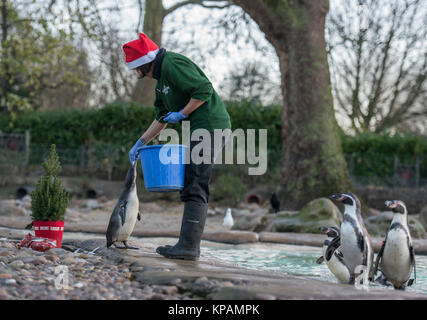 ZSL London Zoo, UK. 14. Dezember 2017. Humboldt Pinguin Kolonie der Zoo's Peck für Pressies unter ihren eigenen Weihnachtsbaum. Credit: Malcolm Park/Alamy Leben Nachrichten. Stockfoto