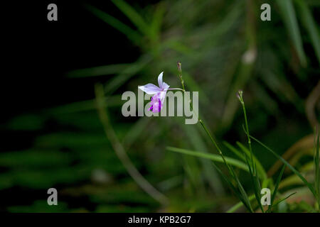 Bamboo Orchid (Arundina graminifolia) Stockfoto