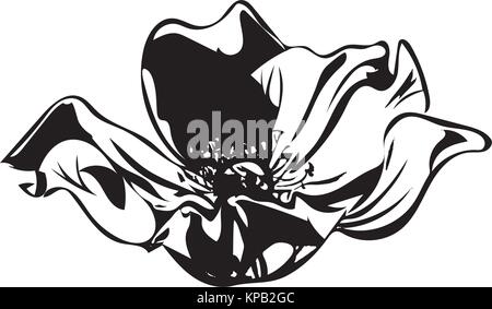 Hand zart Anemone Blume Kalligraphie Art gezeichnet Stock Vektor