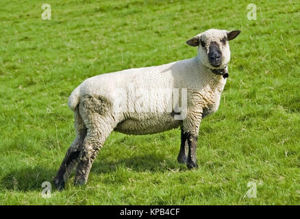 Schaf Auf der Weide - Schafe auf Feld Stockfoto