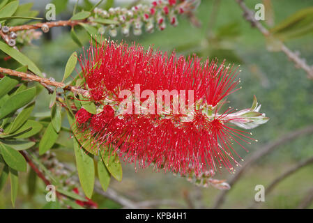 Blüte Der bottlebrush Strauch Stockfoto