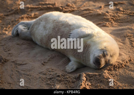 Ein graues Seal pup Schlafen am Strand von Horsey Lücke, in der Nähe von Great Yarmouth in Norfolk. Stockfoto