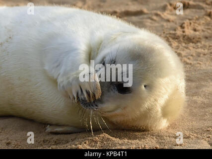 Ein graues SEAL Pup am Strand von Horsey Lücke, in der Nähe von Great Yarmouth in Norfolk. Stockfoto