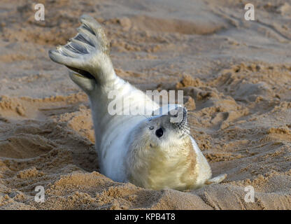 Ein graues SEAL Pup am Strand von Horsey Lücke, in der Nähe von Great Yarmouth in Norfolk. Stockfoto