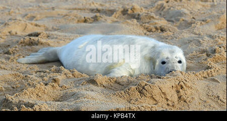 Ein graues SEAL Pup am Strand von Horsey Lücke, in der Nähe von Great Yarmouth in Norfolk. Stockfoto