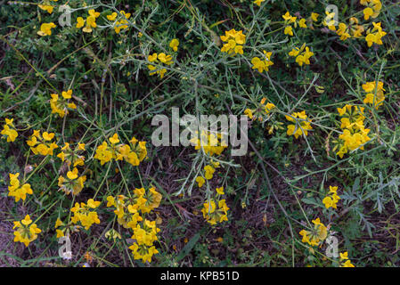 Wildblumen wachsen im Feld Ansicht von oben Stockfoto