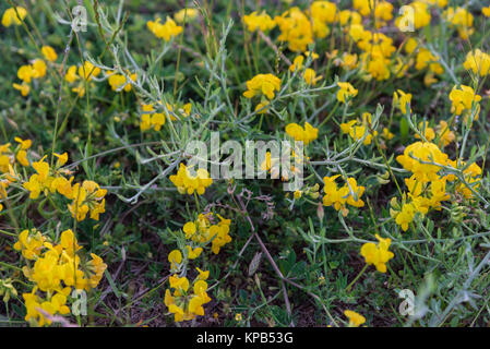 Feder Wildblumen wachsen in einem Feld closeup Stockfoto