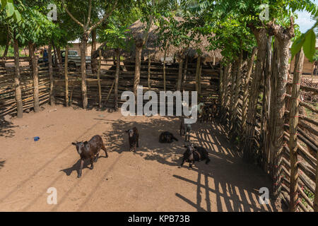 Halten Ziegen in einem Dorf in der Nähe von Mafi-Kumase, Volta Region, Ghana, Afrika Stockfoto