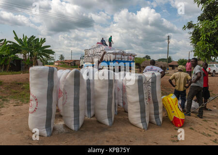 Laden Säcke von Gari zu verschiedenen lokalen Märkte, Dorf in der Nähe von Mafi-Kumase, Volta Region, Ghana, Afrika transportiert werden. Stockfoto