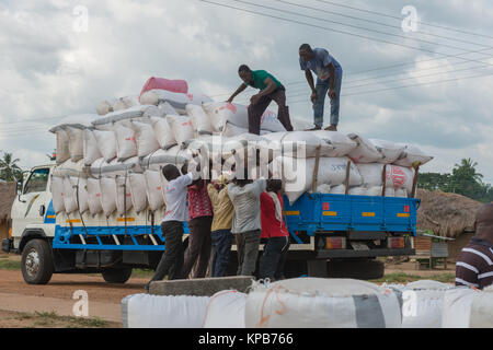 Laden Säcke von Gari zu verschiedenen lokalen Märkte, Dorf in der Nähe von Mafi-Kumase, Volta Region, Ghana, Afrika transportiert werden. Stockfoto