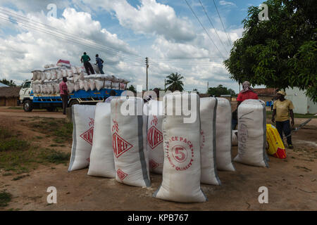 Laden Säcke von Gari zu verschiedenen lokalen Märkte, Dorf in der Nähe von Mafi-Kumase, Volta Region, Ghana, Afrika transportiert werden. Stockfoto