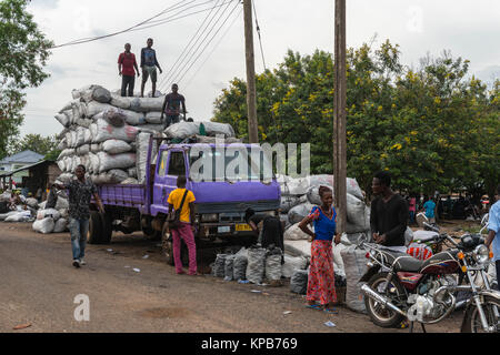 Laden Säcke von Gari zu verschiedenen lokalen Märkte, Dorf in der Nähe von Mafi-Kumase, Volta Region, Ghana, Afrika transportiert werden. Stockfoto