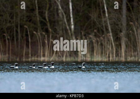 Black-throated Loon/Arctic Loon/Prachttaucher (Gavia arctica), kleine Gruppe, Flock, Schwimmen in einem See in Schweden, zusammen zu umwerben, Skandinavien Stockfoto