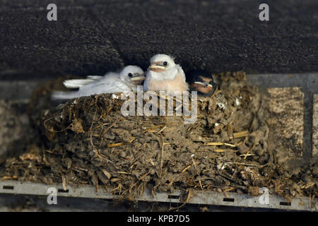 Rauchschwalben/Rauchschwalben (Hirundo rustica), Küken in Nest, zwei von ihnen mit einem seltenen Gendefekt, weißes Gefieder, leucistic, leucism, Europa. Stockfoto