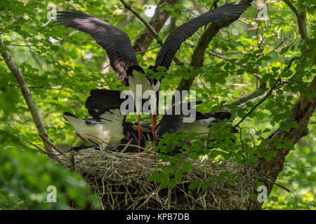 Schwarzer Storch/Störche (Ciconia nigra) bei ihrem Nistplatz nach Fütterung der Küken, hoch oben in einem riesigen alten Buche, verborgen, geheimnisvoll, Europa. Stockfoto