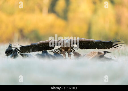 Seeadler/Seeadler (Haliaeetus albicilla) junge Heranwachsende fliegen in, Ankunft, Landung, leistungsstarke frontal geschossen, riesige Spannweite, die Tier- und Pflanzenwelt. Stockfoto