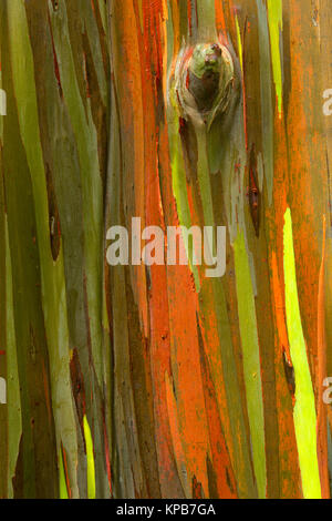 Bunte Eucalyptus Rinde des Regenbogens Eukalyptus (Eucalyptus deglupta) entlang der hawaiischen Küste. Hawaii, USA Stockfoto